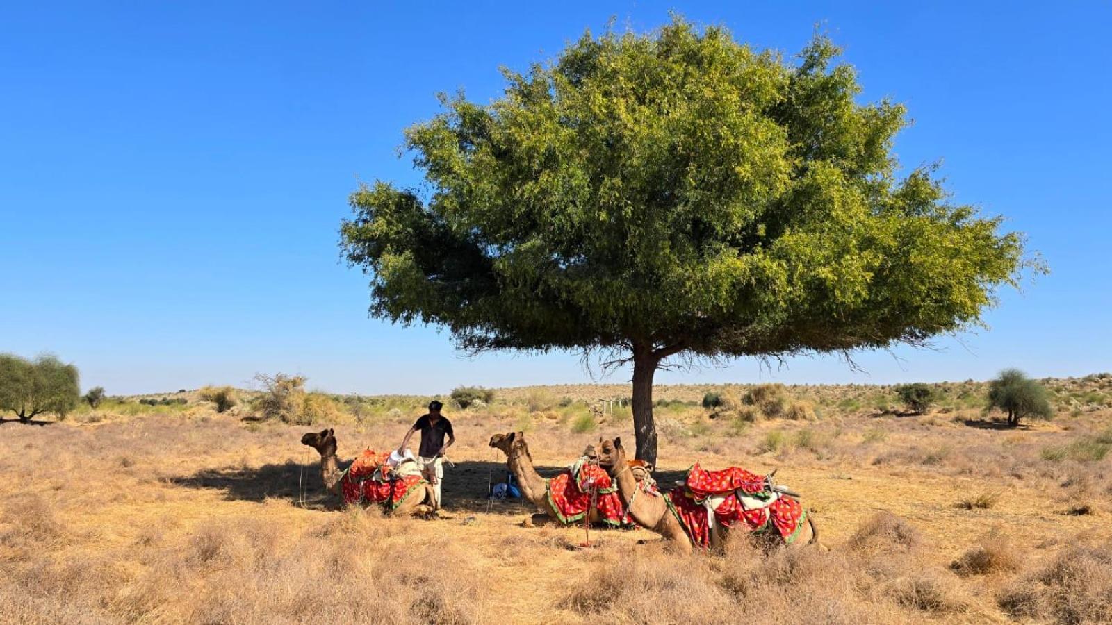 Desert Vista Camp Jaisalmer Εξωτερικό φωτογραφία